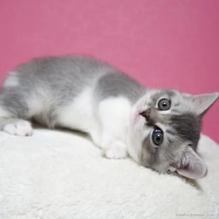 ID：2304-03135の子猫