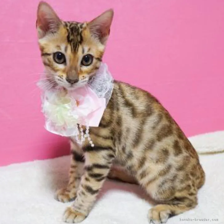 ベンガル【大阪府・女の子・2022年5月25日・ブラウンスポテッドタビー】の写真1