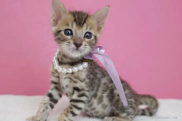T.A 様のお迎えした子猫
