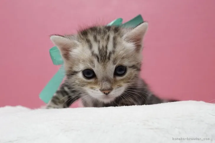ID:2205-03000の子猫