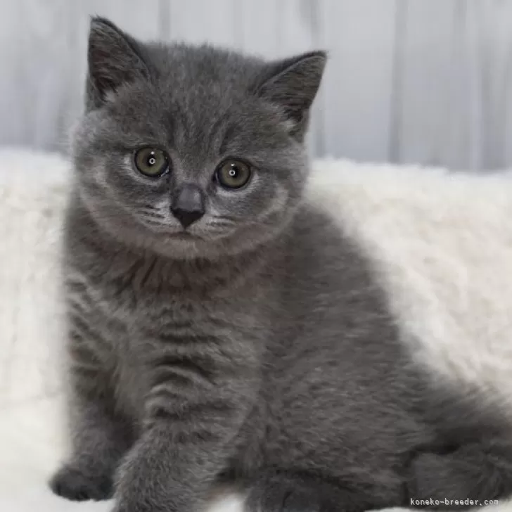 ID:2408-01428の子猫
