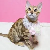 ベンガル【大阪府・女の子・2022年5月25日・ブラウンスポテッドタビー】の写真2