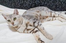 ベンガル【・女の子・2020年8月11日・ブラックシルバースポテッドタビー】