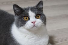 ブリティッシュショートヘア【・男の子・2021年11月8日・ブルーアンドホワイト】