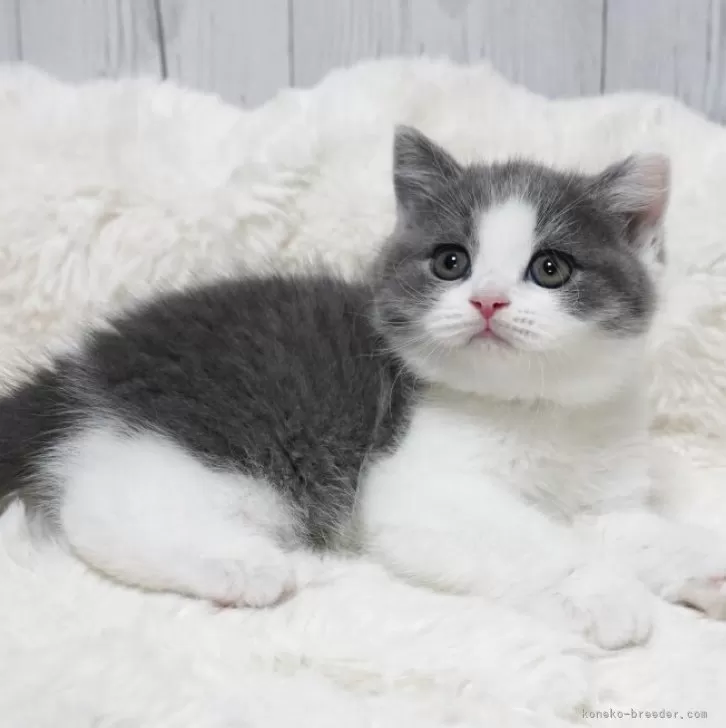 ID：2507-02420の子猫