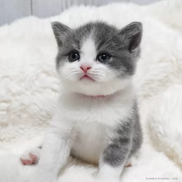 ET 様のお迎えした子猫