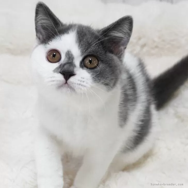 ID：2507-02425の子猫