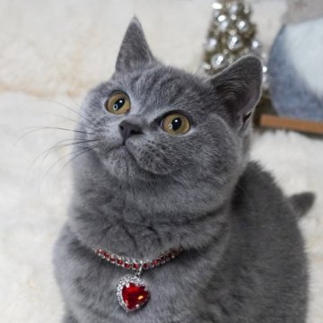 ブリティッシュショートヘア【大阪府・女の子・2025年8月18日・ブルー】の写真「きゅるるんあざといお顔♡」