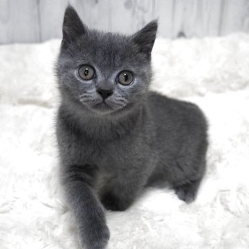 ブリティッシュショートヘア【大阪府・男の子・2025年8月18日・ブルー】の写真「男の子らしいがっちりむっちり体型です♡」