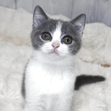 ブリティッシュショートヘア【大阪府・女の子・2025年8月18日・ブルーアンドホワイト】の写真「綺麗なハチワレ♡大きなお目目♡」