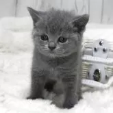 ブリティッシュショートヘア