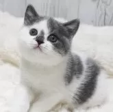 ブリティッシュショートヘア