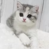 ブリティッシュショートヘア
