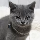 ブリティッシュショートヘア