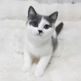 ブリティッシュショートヘア