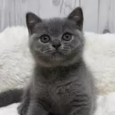 ブリティッシュショートヘア