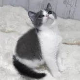 ブリティッシュショートヘア【大阪府・女の子・2025年8月18日・ブルーアンドホワイト】の写真7