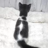 ブリティッシュショートヘア【大阪府・女の子・2025年8月18日・ブルーアンドホワイト】の写真8