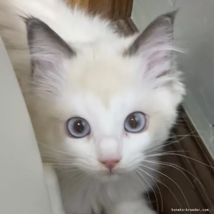 ID：2311-01258の子猫