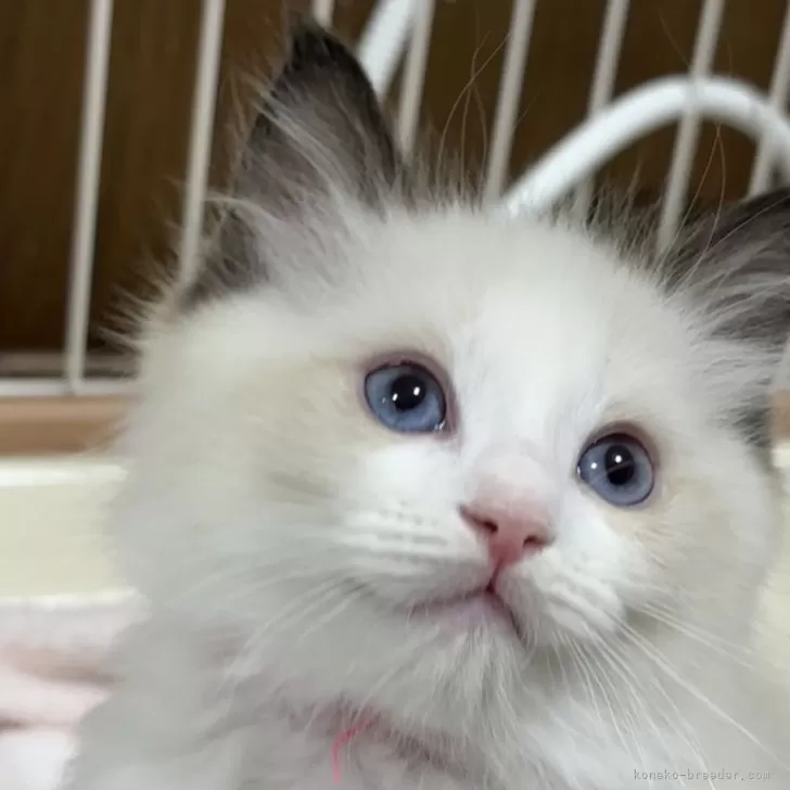 ID：2312-00821の子猫