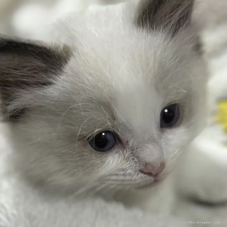 ID:2312-00820の子猫