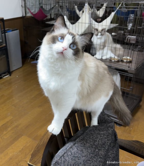 ラグドール【・女の子・2022年4月10日・シールポイントバイカラー】