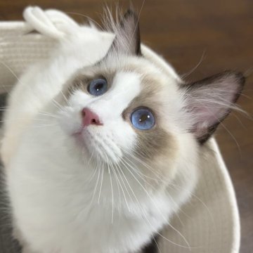 ラグドール【東京都・女の子・2024年3月16日・シールポイントバイカラー】の写真「ママ似の美人さん」