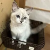 ラグドール【東京都・女の子・2023年7月8日・ブルーポイント】の写真1「大きな瞳✨10/23撮影」