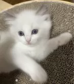 ラグドール【東京都・男の子・2024年1月13日・ブルーポイントバイカラー】の写真2「かわいい😍」