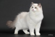 ラグドール【・男の子・2023年11月8日・ブルーポイントバイカラー】