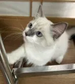 ラグドール【東京都・女の子・2023年7月8日・ブルーポイント】の写真2「10/23撮影」