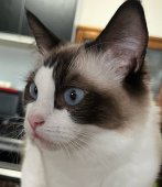 ラグドール【・女の子・2022年4月10日・シールポイントバイカラー】