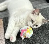 ラグドール【東京都・女の子・2023年7月8日・ブルーポイント】の写真4「触り心地の良いシルクタッチ」