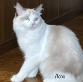 ラグドール【・女の子・2023年1月17日・シールポイントバイカラー】