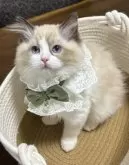 ラグドール【東京都・女の子・2024年11月8日・シールポイントバイカラー】の写真5