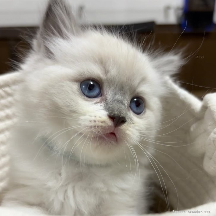 ブリーダー画像