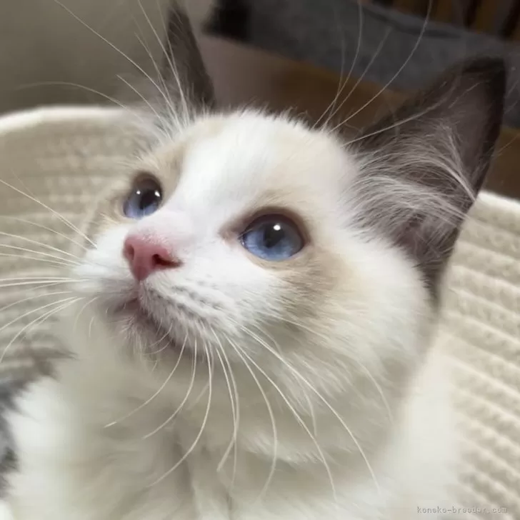 ふる 様のお迎えした子猫