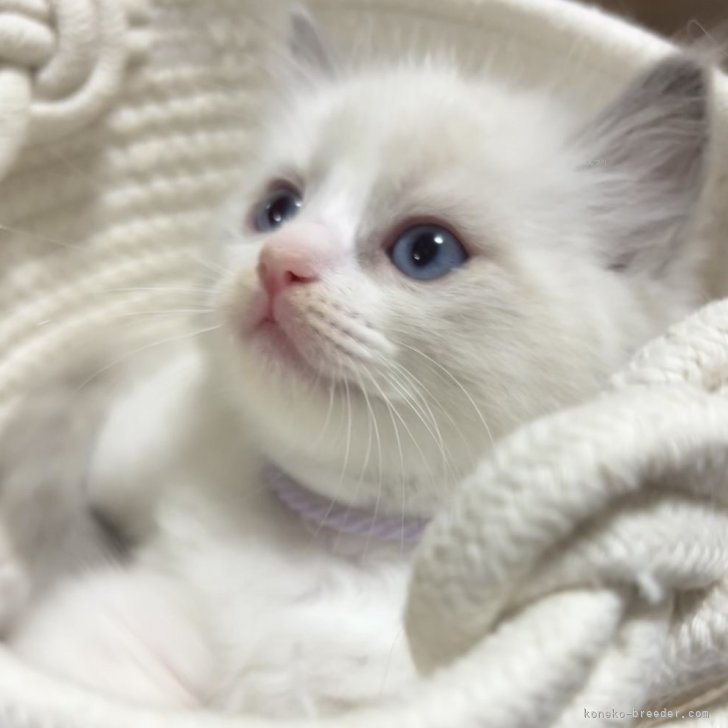 ブリーダー画像