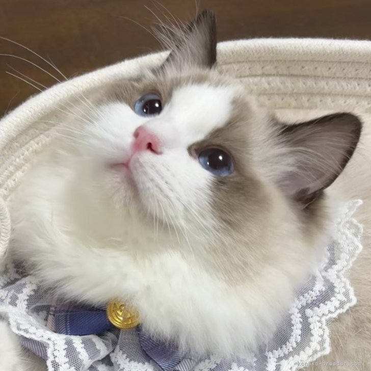 新品 希少 レア ねこぢる 新品 希少 レア ねこぢる - メルカリ