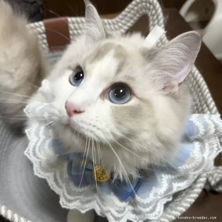 ラグドール【東京都・男の子・2025年4月7日・ブルーリンクスポイントバイカラー】の写真1「甘えん坊さんです💕」