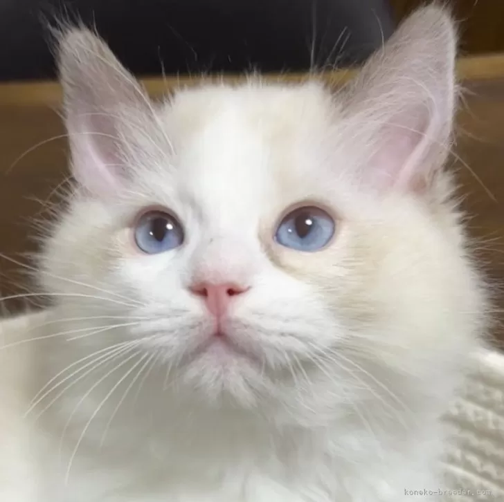 ID：2603-01607の子猫