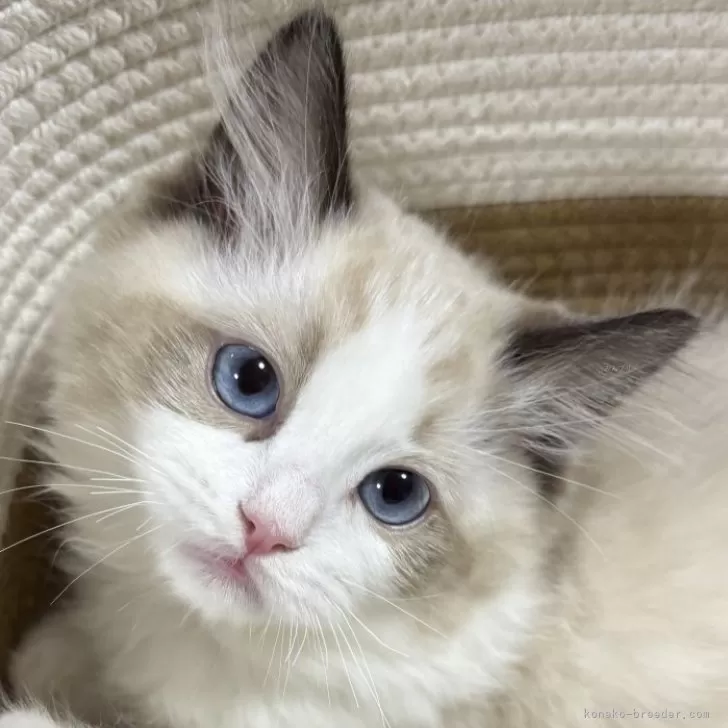 ID:2501-00537の子猫