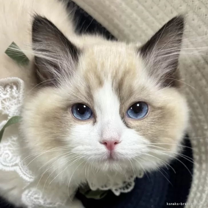 ID：2501-00538の子猫