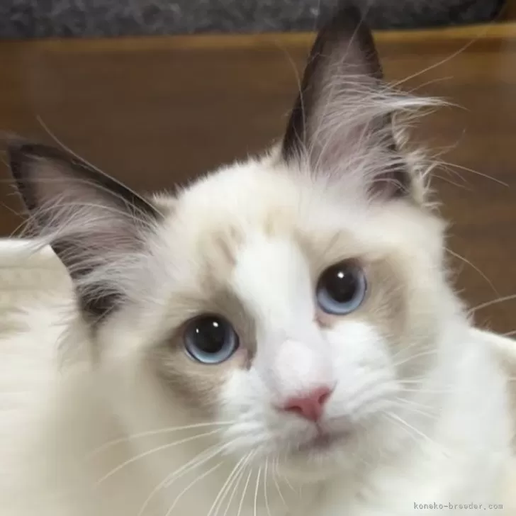 A.I 様のお迎えした子猫