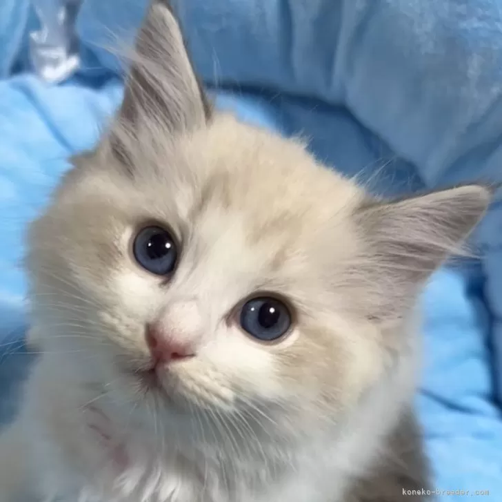 ID：2505-03840の子猫