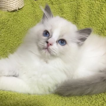 ラグドール【東京都・男の子・2025年10月7日・ブルーポイント】の写真「三男くん」