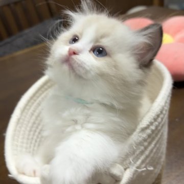 ラグドール【東京都・男の子・2025年10月20日・シールポイントバイカラー】の写真「普段はおっとりだけどおもちゃ大好きな三男くん✨」