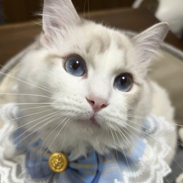 ラグドール【東京都・男の子・2025年4月7日・ブルーリンクスポイントバイカラー】の写真「次男くん　凛々しいお顔✨遊んでとお話ししてくれます」