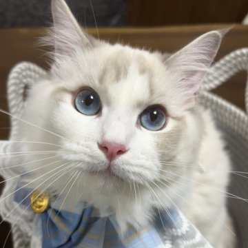 ラグドール【東京都・男の子・2025年4月7日・ブルーリンクスポイントバイカラー】の写真「次男くん　凛々しいお顔✨遊んでとお話ししてくれます」
