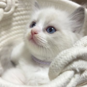 ラグドール【東京都・男の子・2025年10月7日・ブルーポイントバイカラー】の写真「次男くん」